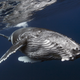 Image for article titled The most inspiring nature photography of the year